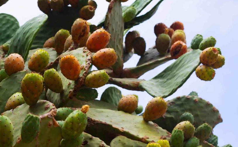 Filière fruits : la période estivale marquée par la hausse des prix